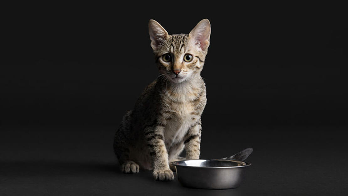 Pro Plan Optistart Cat Food to Support Healthy Growth | Purina
